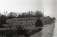 Small pine trees by roadside