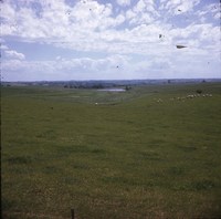 Cattle in a pasture with a pond in the background.