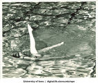 Seals Club swimmer, The University of Iowa, 1960s