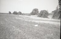 Grassy fields near trees<br /><br />
