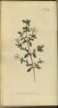 Japanese Boxthorn