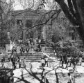 Many students walking in the shade of a large tree in front of Curtiss Hall, 1971