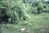 Carl Anderson pasture