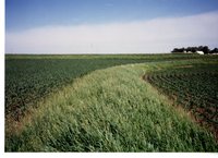Tall Grass Between Crop Rows 