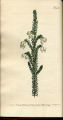 Sticky-flowered Heath