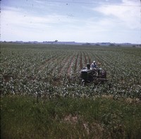 Contour cultivator in a cornfield.
