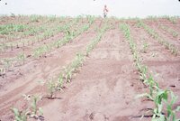 1986 Shirtless man in field