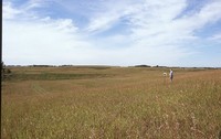 Wetland on the Seeman Farm.