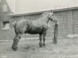 Barnett, Percheron draft horse stallion, 1931