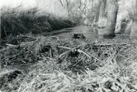 Beaver Dams on Keith Amstutz Farm