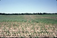 Ken Clark wilted corn