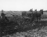Horse-drawn cultivator, 1930