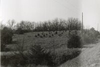Small pine trees by roadside