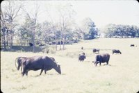 Slide Collection Of Agricultural Land And Cattle 