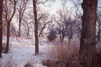 Turkey Spotting in a Field in Winter.