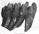 Pleistocene Fauna, cast of the 6th molar of a mastodon, Burlington, Iowa, late 1890s or early 1900s