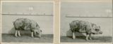 Experiment 326, representative pig #405, 1930
