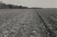 No Till Corn in Bean Residue on Stan Moser's Farm.