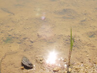 2007 Jack Strawhacker photos of ponds