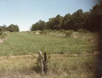 Grass Pasture with Fence in Front with Trees in Back
