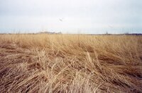2001  Before wetland Project on Charles Poisel Property