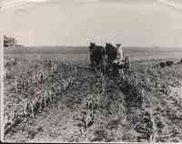 Farmer plows corn field with two horses in Plymouth County, Iowa