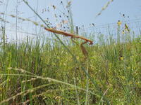 2007 Praying mantis on switchgrass