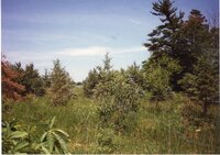 1995 Trees planted on Steve Nunnikhoven's Farm