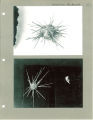 Botany exhibits at the Museum of Natural History, the University of Iowa, 1930s