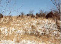 1995 Tree planting project by Tim Jackson