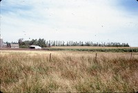 Windbreak on Tom Hueser's farm.