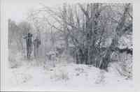 Three unidentified men stand at the top of an enbankment in the snow surrounded by spindly trees