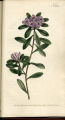 Neapolitan Mezereon
