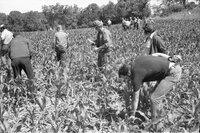 1978 Men in cornfield on no-till tour