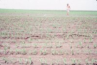 1986 Shirtless man in field