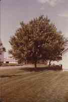 Maple tree