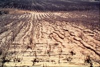 Drought