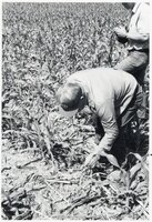1978 No-till tours
