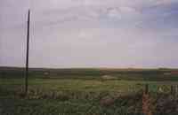Green Pasture and Telephone Pole