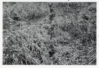 1976 Rural Scenes Photos by the Des Moines County Soil Conservation District