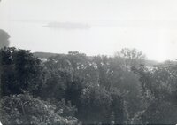 Trees overlooking river