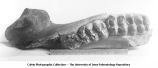 Pleistocene Fauna, mastodon jaw, ramus and symphysis of a Mammut americanum Kerr, molars 4-5-6, Pisgah, Iowa, late 1890s or early 1900s