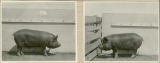 Experiment 326, representative pig #33B, 1930