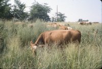 Cows in grassy field