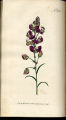 Spear-leaved Milkwor