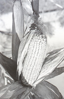 Old Mill, Corn, &amp; Milkweed Shots 
