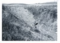 Erwin Jepsen farm gully after clearing, 1966