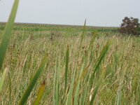 2007 Jack Strawhacker photos of grasses