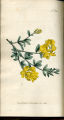 Triangular-stalked Genista, Genoa Broom