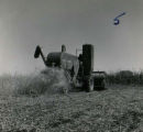 Self-propelled combine harvesting crops, right rear view showing crop stalks left behind, 1955